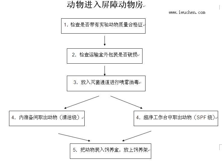 动物进入屏障动物房 动物进入屏障动物房